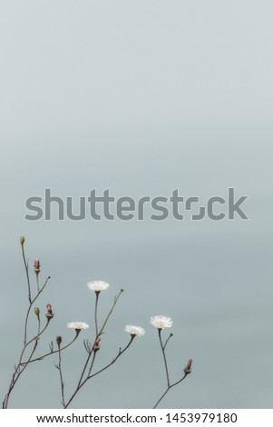 Little white flowers against bright blue sky