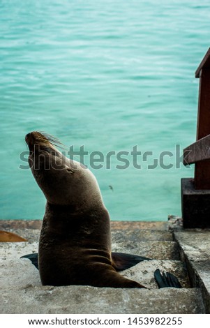 A picture of a baby sea lion in Galapagos. 