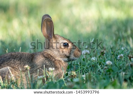 Cute bunny rabbit eating clover in meadow.