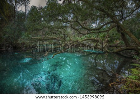 Florida Natural Fern Hammock Spring, Ocala National Forest. Blue Water, Turquoise Water