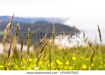 Close up green grass on a mountains of Oregon. View of sunny day, Pacific ocean and cliff of the mountains on a back. USA
