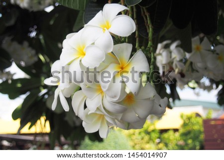 Bunch of white and yellow plumeria flowers on the tree. Beautiful flower in Thailand. Famous plant used to decorate outside building. 