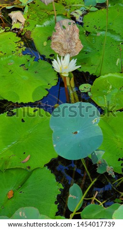 White lotus pictures and green leaves