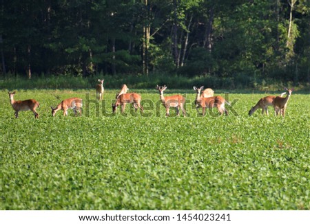 The White-tailed deer, also called the Virginia deer or whitetail, is named for the white underside of its tail which is visible when it holds its tail erect when it runs. Royalty-Free Stock Photo #1454023241
