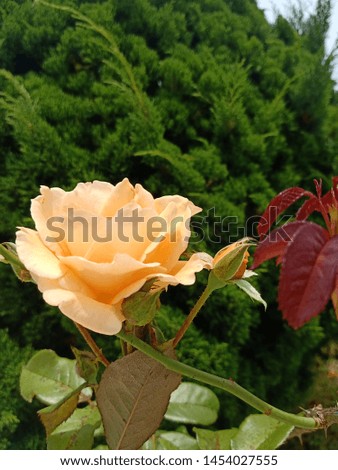 Orange Chinese rose grow on  mountains  in  winter of Thailand.