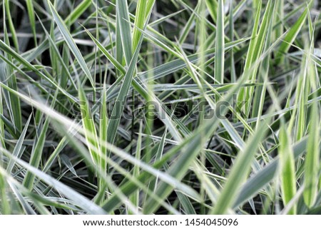 Green juicy tall grass blades of white pampas plant