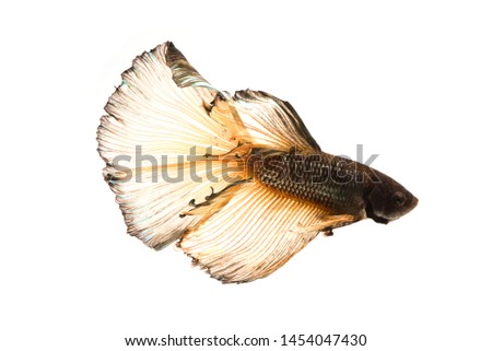 The moving moment beautiful of siamese fighting fish