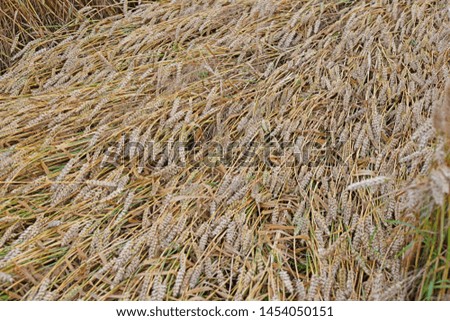 wind-blown cereals in the fields