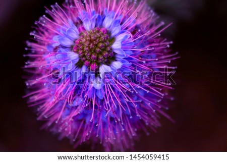 Beautiful purple tropical flower on nature on soft light - dark background, macro. Elegant amazing art image.
