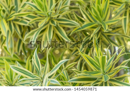 Lemon lime dracaena leaf pattern for background.