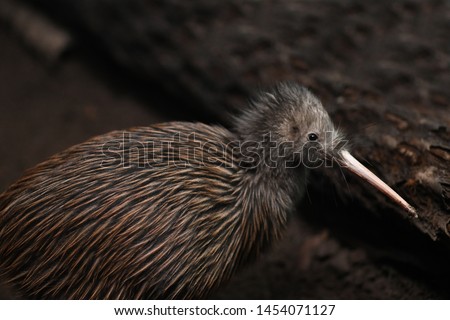 The North Island brown kiwi, Apteryx mantelli, is the most common kiwi, with about 35,000 remaining in New Zealand.  Royalty-Free Stock Photo #1454071127