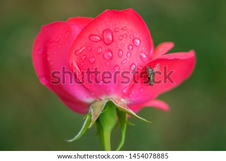 Red rose flower with raindrops on blurred background