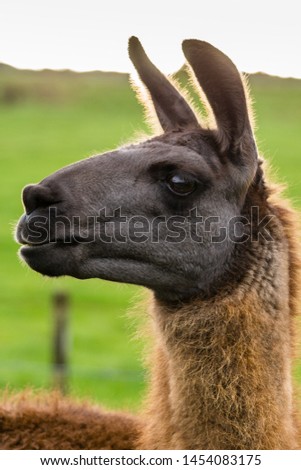 Close-up view of a domesticated adult female Llama standing  in a green field in rural New Zealand.