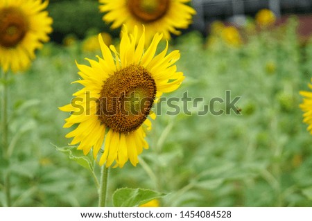 Sunflower fields in the city area.