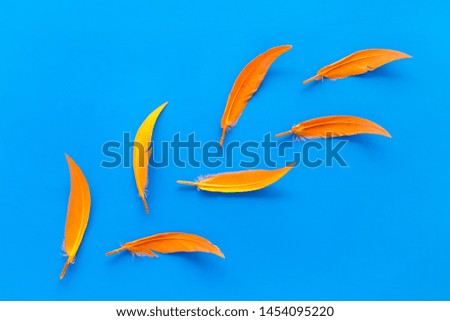 colorful feathers pattern on blue background top view copyspace