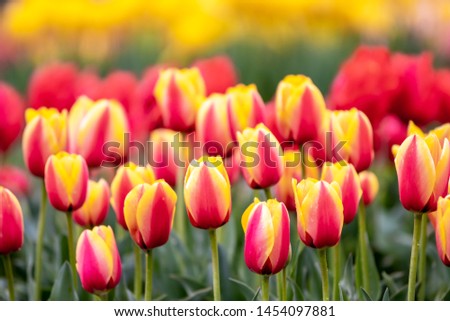Tulip flower, spring season image
