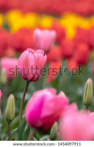 Tulip flower, spring season image