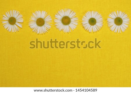 White daisies laid out in line on a yellow textile background
