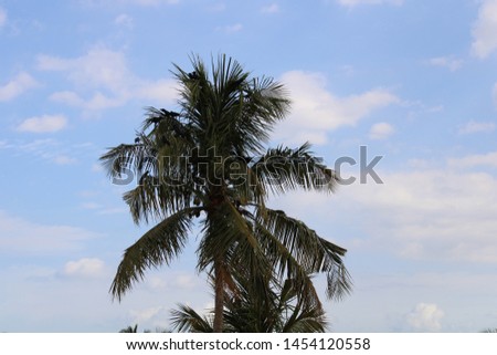 Isolated coconut tree in sky background