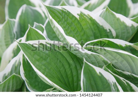 Bright green leaves of the hosta plant with white stripes around the periphery in soft light, close-up
