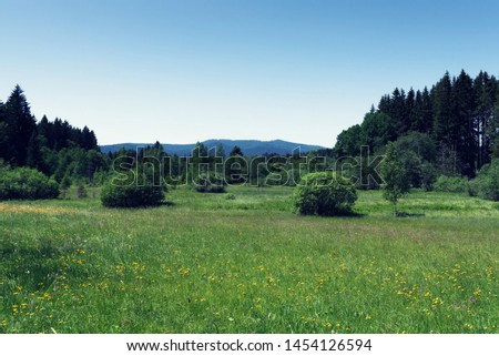 A beautiful meadow with yellow and pink flowers and many trees on background. There are few bushes at it, and big mountains at the background.