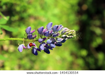 One sprig of bright purple lupine on a background of grass and a red little insect sitting on petals. Natural landscape of a blooming field.
