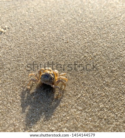 Close-up photos of a little crab on the beach