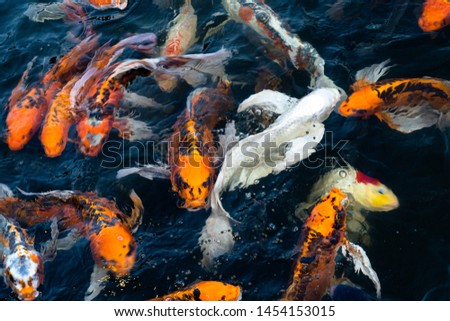  koi fish, orange and white