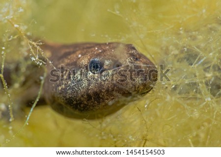 Freshwater underwater close-up photography of a toad tadpole.