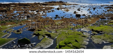 Colorful coast at low tide with algae on the rocks, water puddles and stones