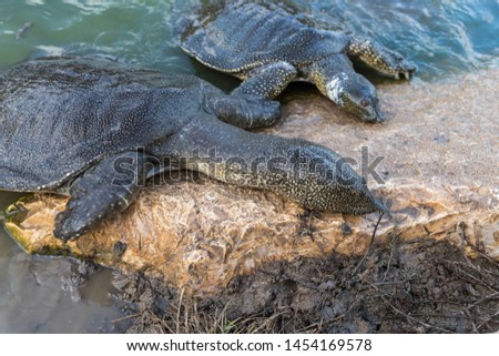Nile soft-skinned turtles - Trionyx triunguis - climb onto the stone beach in search of food in the Alexander River near Kfar Vitkin settlement in Israel