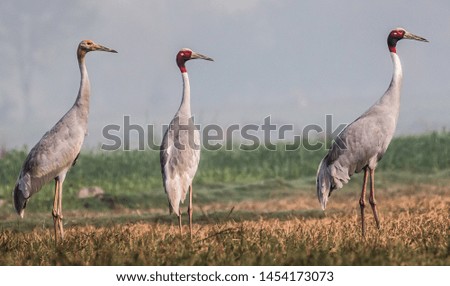 The Family picture of Sarus Crane