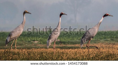The Family picture of Sarus Crane