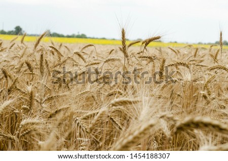 Wheat field closeup with ripe spikelets