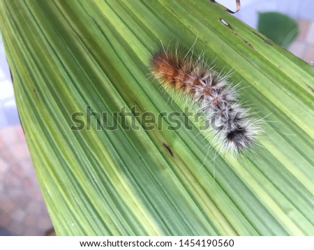 Beautiful caterpillar on leaf .Kathmandu Nepal,July 17/2019.
