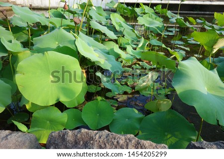 
Lotus leaf and flower floating in the pond.
