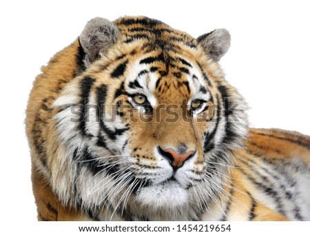 Closeup of a tiger on a white background. Isolated portrait of a tiger