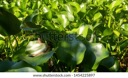water hyacinth plants in the park