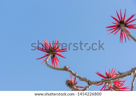 Eritrina Flowers-Chandelier (Erythrina speciosa). Tree that measures 3 to 5 meters high. The plant has thorns and is widely used in landscaping due to the beauty of the flowering in winter