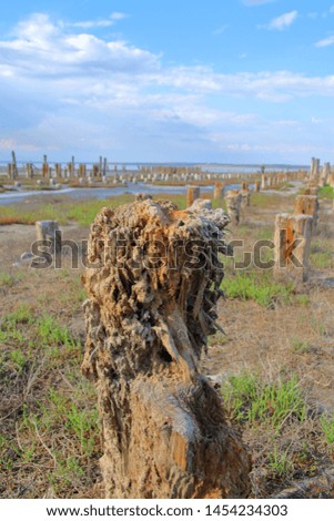The photo was taken in Ukraine near the salty estuary called Kuyalnik. The picture shows a wooden pile after prolonged exposure to salt water.