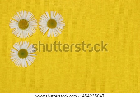 Three white camomiles on a yellow textile background
