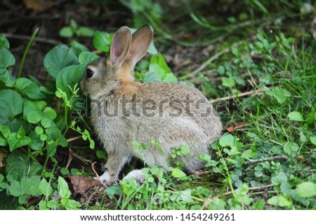 small young rabbit eating grass