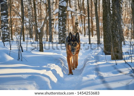 Dog German Shepherd in a winter day and snow arround