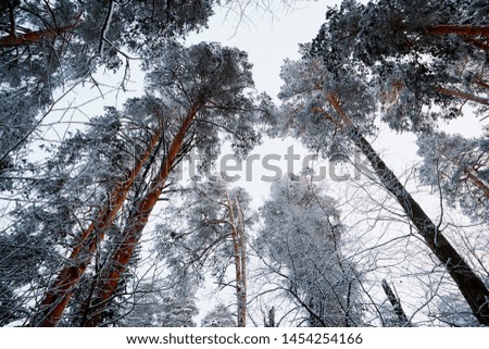 Snow covered trees in a winter forest. White landscape in a cold day. Treetop. Bottom view