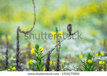 small bird sitting in the herb