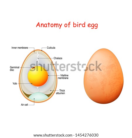 CHICKEN-EGG-ANATOMY Stock Vector Images - Avopix.com