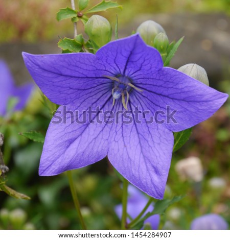 Blue Flowering platycodon grandiflorus aoyama Balloon Flower Alpine Plant