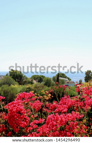 Colourful flowers with sea view in Cyprus.