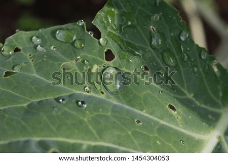 big drops after rain on leaves close up.  Awakening of plants in the morning of a summer day with dew on the branches.  natural background.