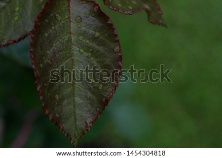 wet leaves with drops after rain.  Awakening of plants in the morning of a summer day with dew on the branches.  natural background.